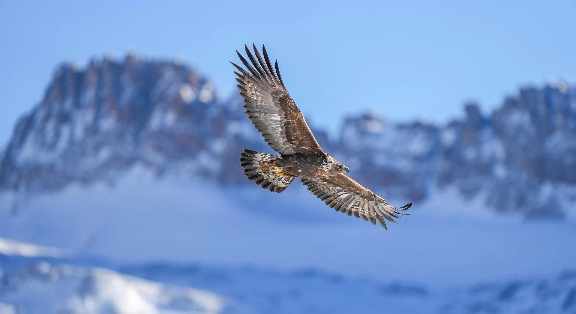 Le Cervin se détachant sur un ciel bleu au-dessus des alpages suisses