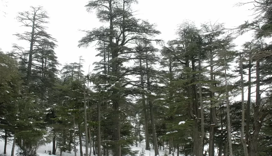 Week-end à Ifrane, Fès et Moulay Yacoub : escapade nature et bien-être