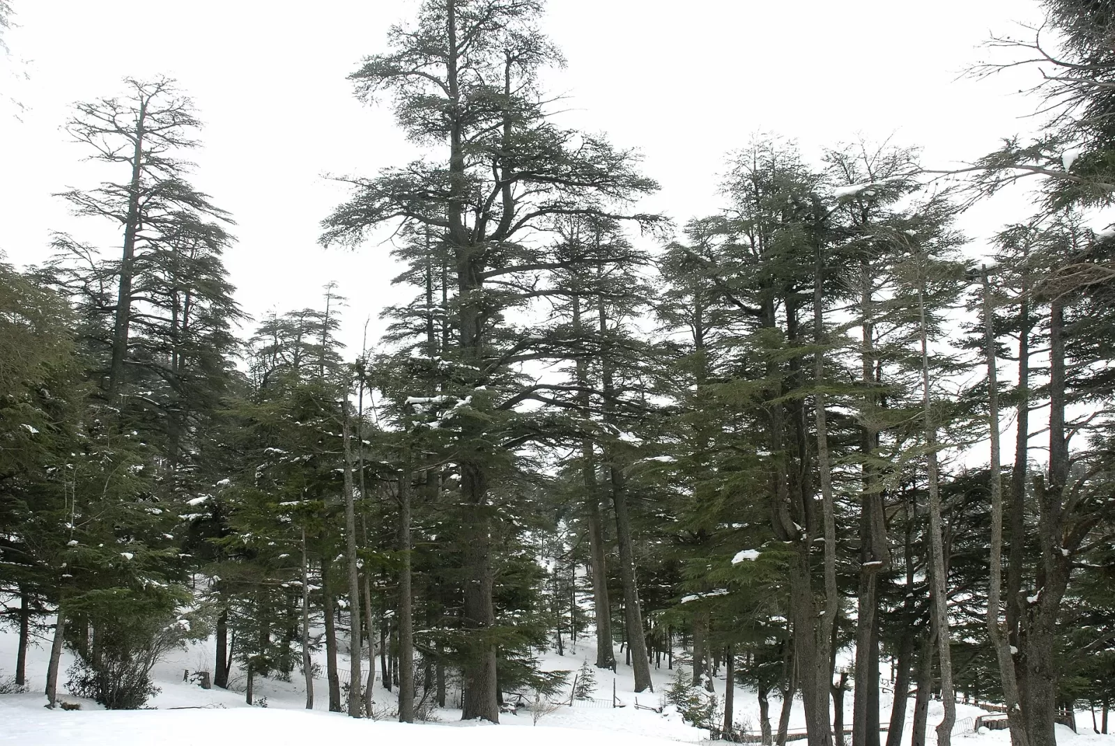 Week-end à Ifrane, Fès et Moulay Yacoub : escapade nature et bien-être