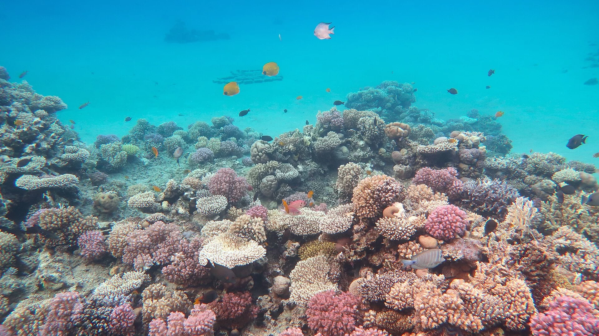 Un récif de corail en mer Rouge