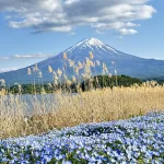 Le mont Fuji dominant un champ de roseaux et de fleurs bleues, au Japon