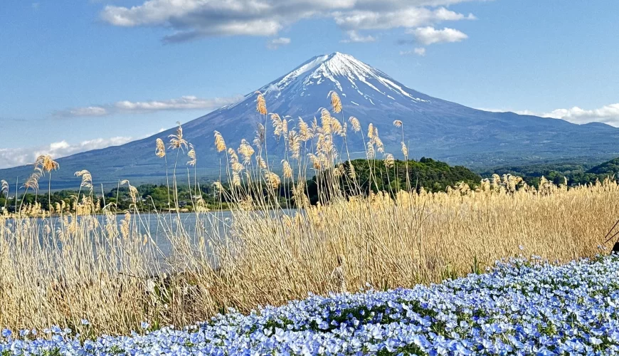 Le mont Fuji dominant un champ de roseaux et de fleurs bleues, au Japon