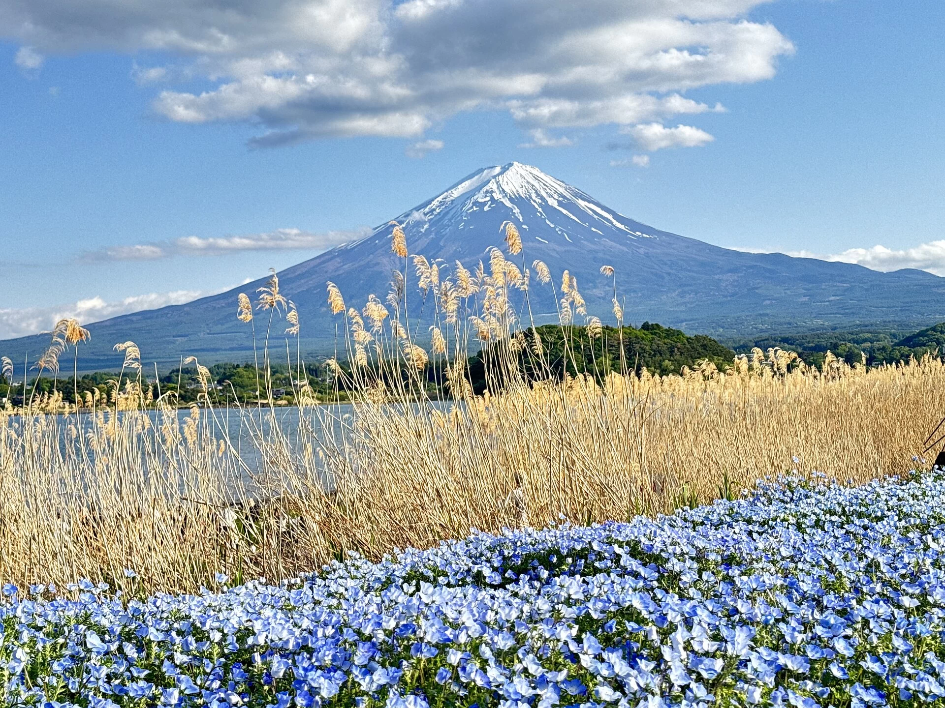 Le mont Fuji dominant un champ de roseaux et de fleurs bleues, au Japon