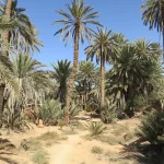 Une palmeraie dans l'oasis de la région de Guelmim, au Maroc