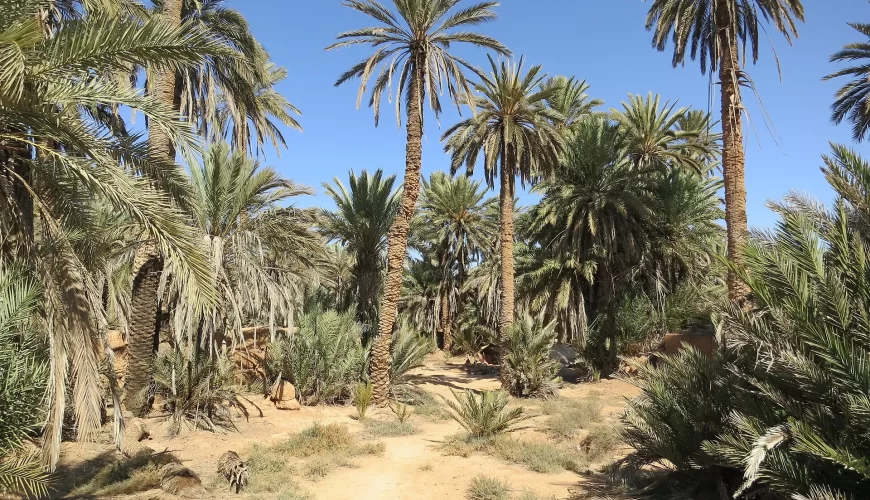 Une palmeraie dans l'oasis de la région de Guelmim, au Maroc
