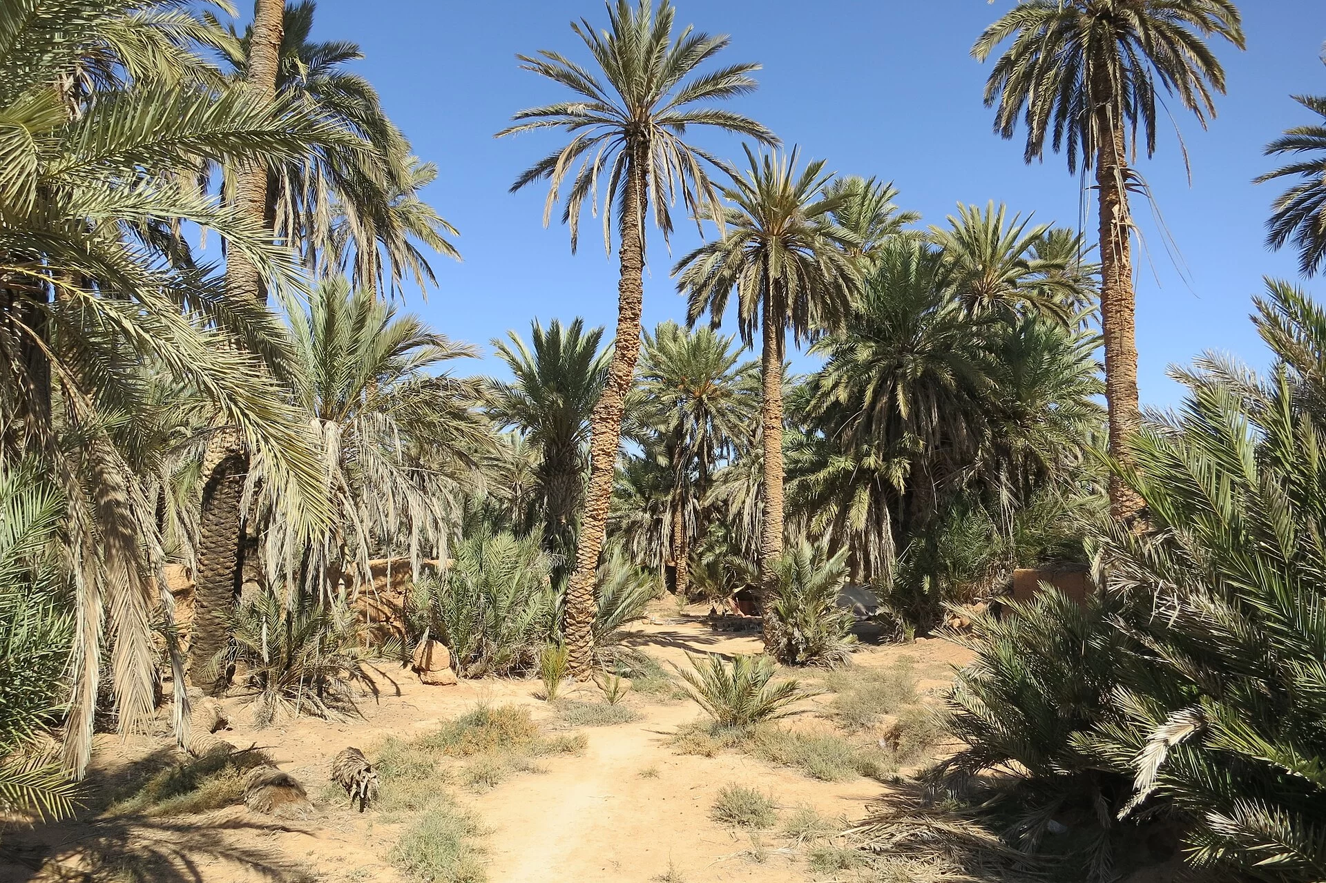 Une palmeraie dans l'oasis de la région de Guelmim, au Maroc