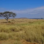 Un acacia isolé dans la savane du Serengeti, en Tanzanie