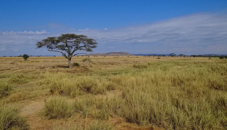 Un acacia isolé dans la savane du Serengeti, en Tanzanie
