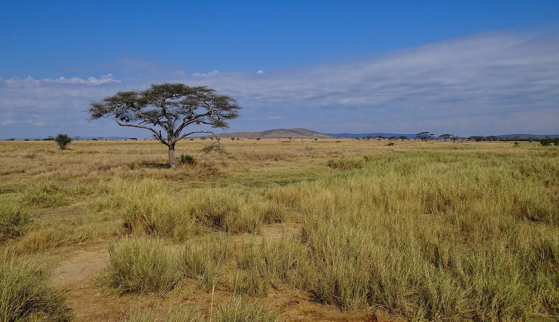 Un acacia isolé dans la savane du Serengeti, en Tanzanie