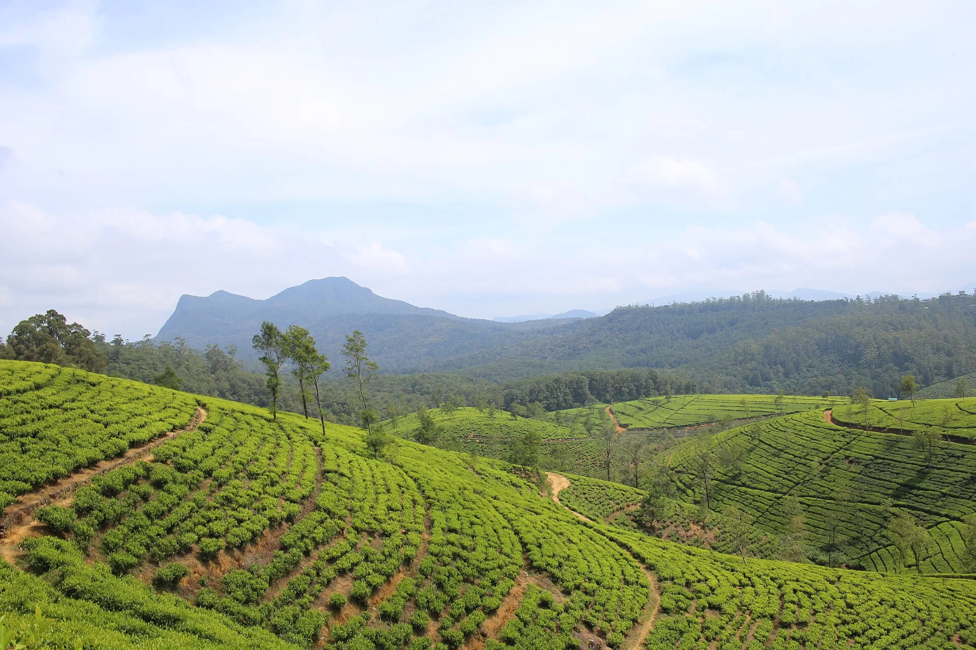 Une plantation de thé à Nuwara Eliya
