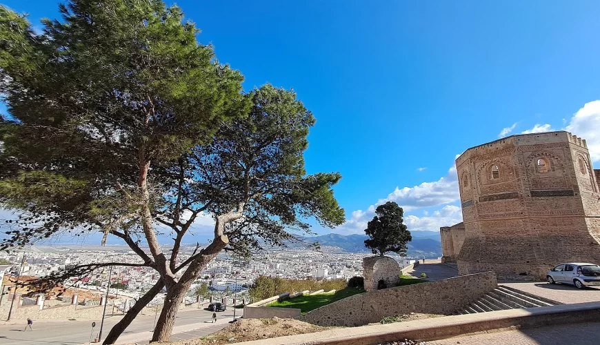 Un pin parasol dominant la ville de Tétouan