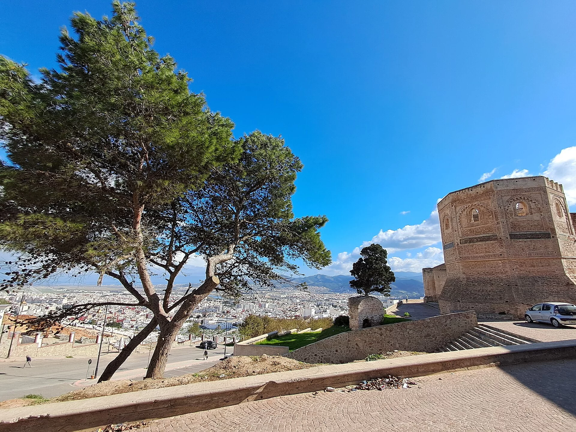 Un pin parasol dominant la ville de Tétouan