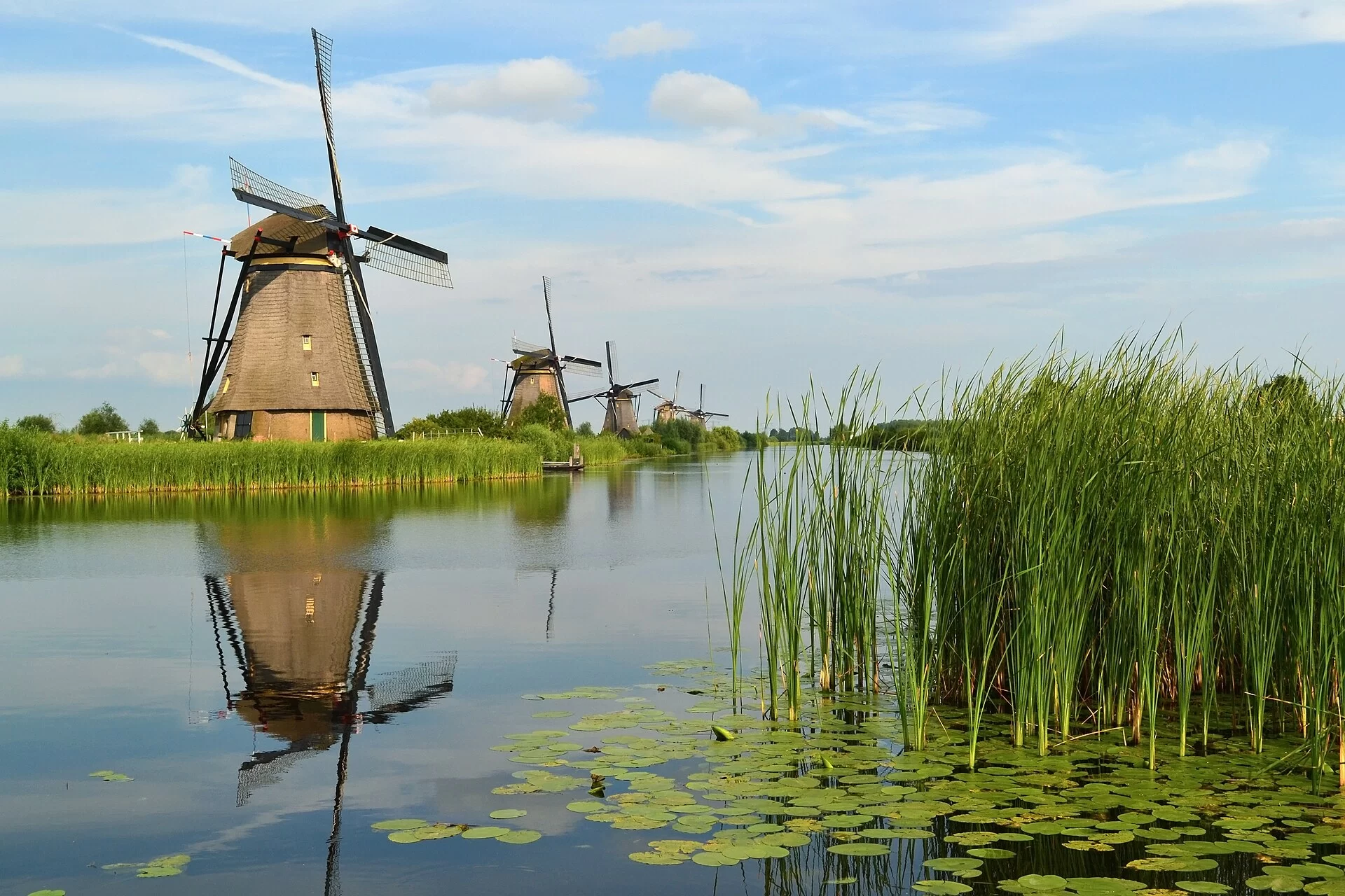 Un moulin et des nénuphars au bord d'un canal de Kinderdijk