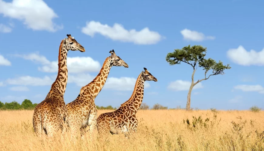 Trois girafes dans la savane sous un ciel bleu, au Kenya