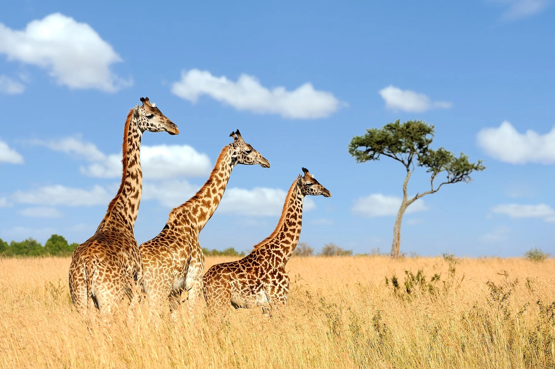 Trois girafes dans la savane sous un ciel bleu, au Kenya