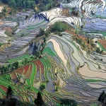 Les rizières en terrasses de Yuanyang, dans le Yunnan, en Chine