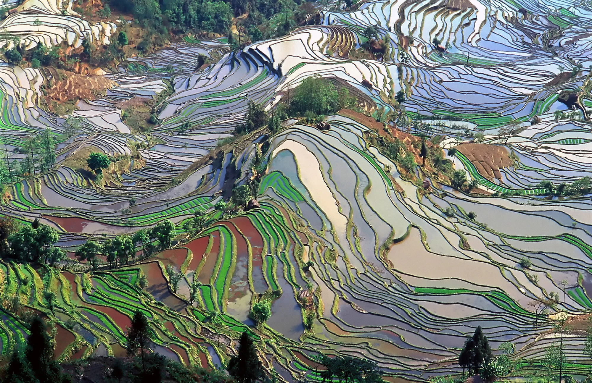 Les rizières en terrasses de Yuanyang, dans le Yunnan, en Chine